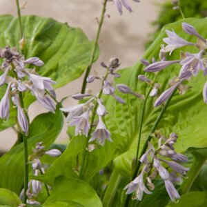 Hosta - Hosta ‘Sum and Substance’