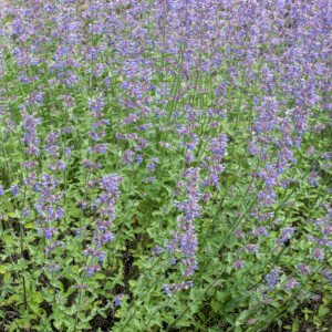 Kattenkruid - Nepeta 'Six Hills Giant'
