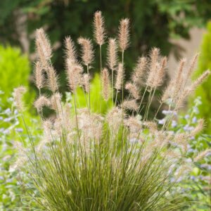 Lampenpoetsergras - Pennisetum al. 'Little Bunny'