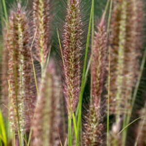 Lampenpoetsergras - Pennisetum al. 'Red Head'