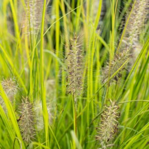 Lampenpoetsergras - Pennisetum al. 'Hameln'