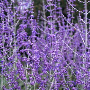 Russische salie - Perovskia 'Blue Spire'