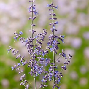 Russische salie - Perovskia atripl. 'Little Spire'