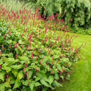 Duizendknoop - Persicaria amplexicaulis