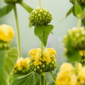 Brandkruid - Phlomis russeliana