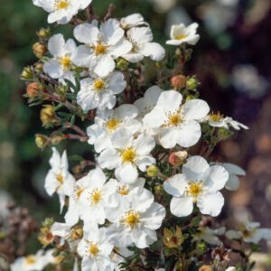 Ganzerik - Potentilla f. 'Abbotswood'