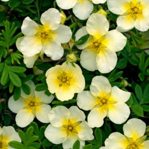 Ganzerik - Potentilla f. 'Limelight'