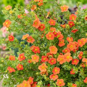 Ganzerik - Potentilla f. 'Red Ace'