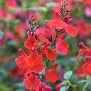 Salie - Salvia 'Royal Bumble'