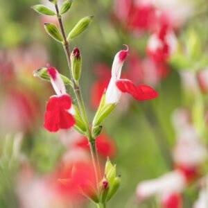 Salie - Salvia micr. 'Hot Lips'