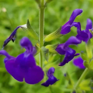 Salie - Salvia micr. 'Blue Monrovia'