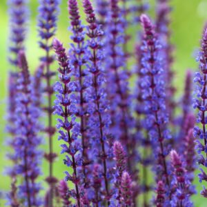 Bossalie - Salvia n. 'Caradonna'