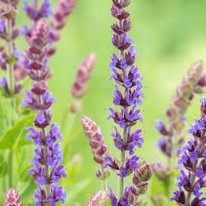 Bossalie - Salvia n. 'Ostfriesland'