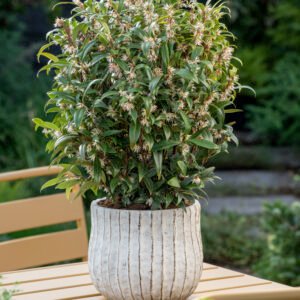 Vleesbes - Sarcococca h. Purple Gem