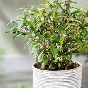 Vleesbes - Sarcococca hookeriana