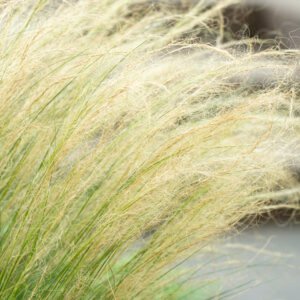 Vedergras - Stipa tenuissima 'Ponytails'