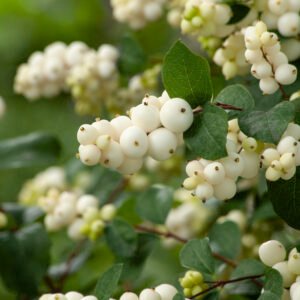 Sneeuwbes - Symphoricarpos Magical Galaxy