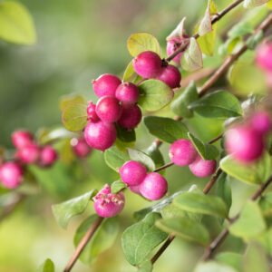 Sneeuwbes - Symphoricarpos ch. 'Hancock'