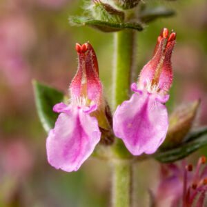 Gamander - Teucrium lucidrys