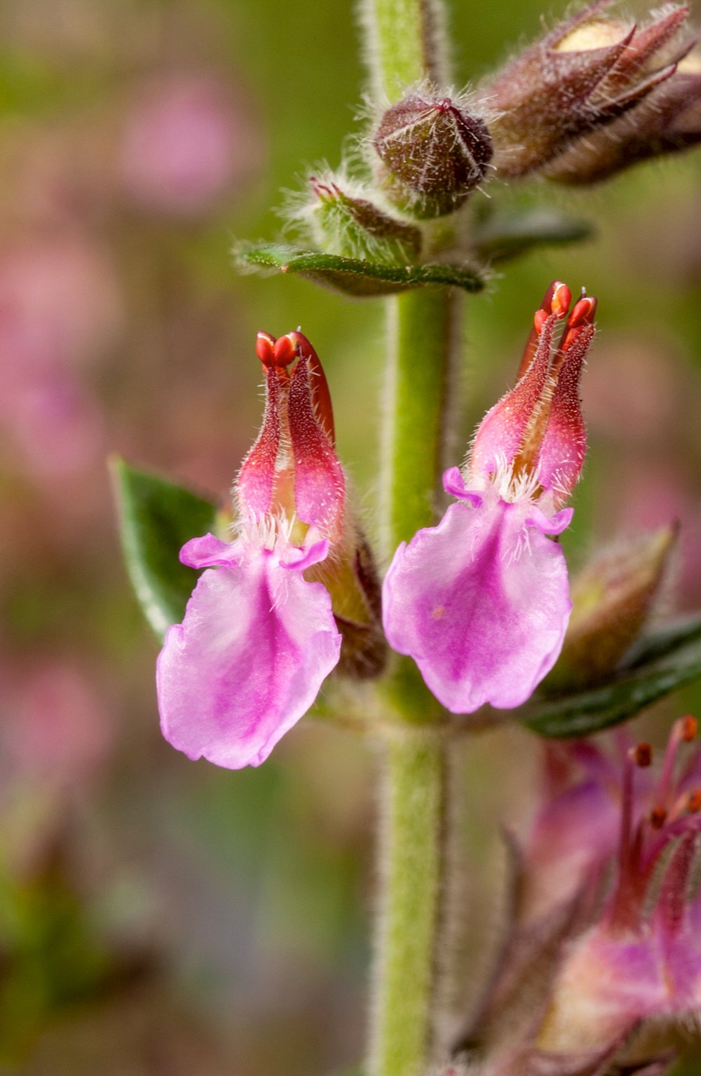 Gamander - Teucrium lucidrys