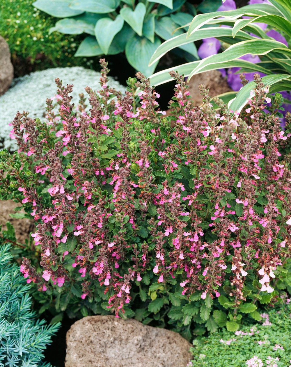 Gamander - Teucrium lucidrys - Afbeelding 2