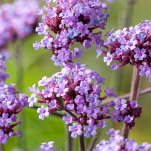 Ijzerhard - Verbena bon. 'Lollipop'