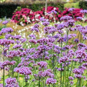 Ijzerhard - Verbena bonariensis