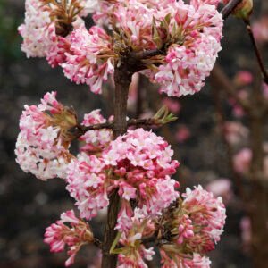 Wintersneeuwbal - Viburnum bodn. 'Charles Lamont'