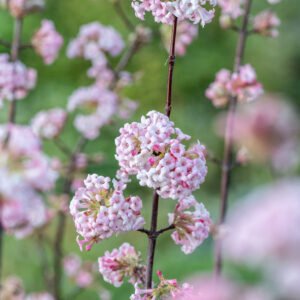 Wintersneeuwbal - Viburnum bodn. 'Dawn'