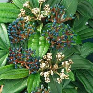 Sneeuwbal - Viburnum davidii