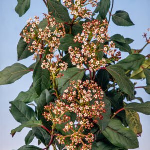 Sneeuwbal - Viburnum globosum 'Jermyns Globe'