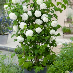 Gelderse roos / sneeuwbal - Viburnum opulus 'Roseum'