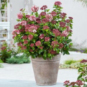 Sneeuwbal - Viburnum tin. Lisarose