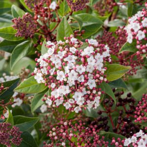 Sneeuwbal - Viburnum tin. Spirit