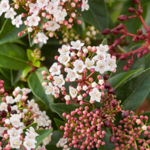 Laurierbladige sneeuwbal - Viburnum tin. 'Eve Price'