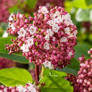 Sneeuwbal - Viburnum tin. 'Gwenllian'