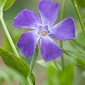 Kleine maagdenpalm - Vinca minor