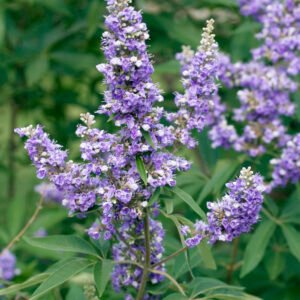 Monnikspeper - Vitex agnus-castus