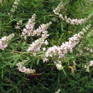 Monnikspeper - Vitex agnus-castus 'Albus'