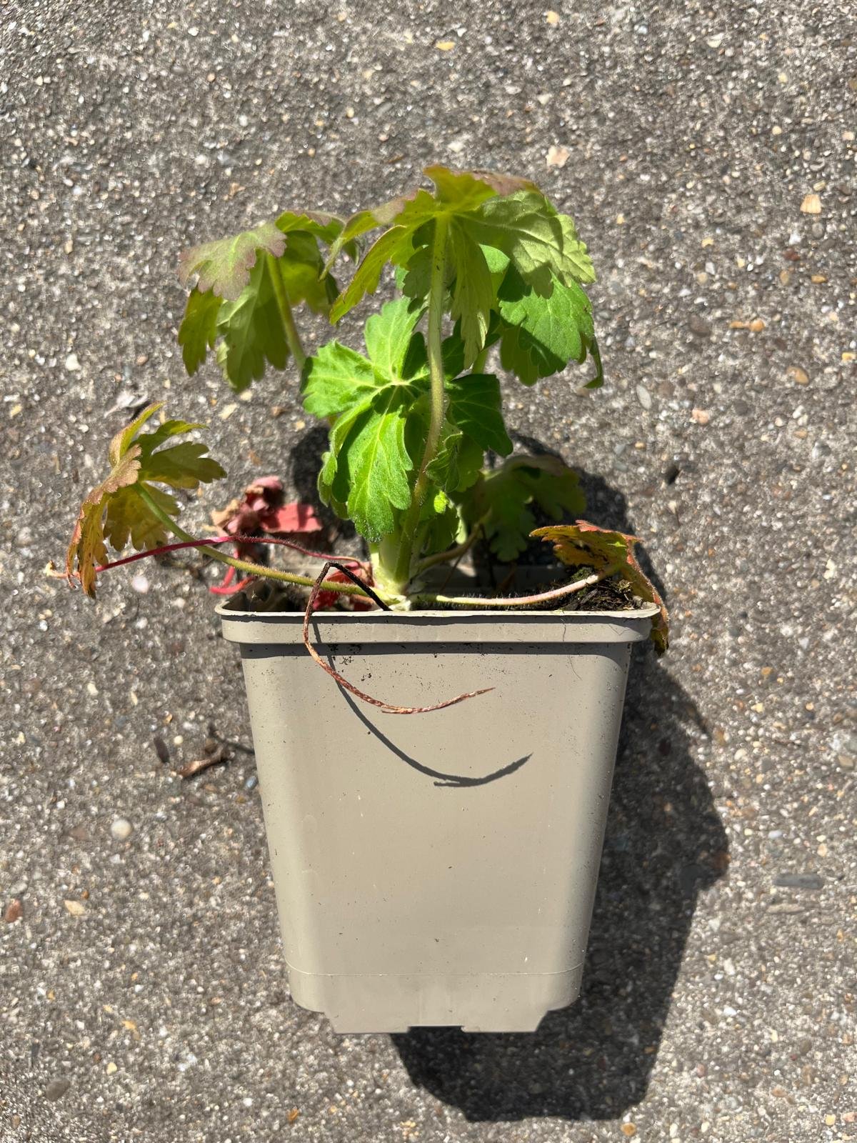 Ooievaarsbek - Geranium macrorrhizum - Afbeelding 3