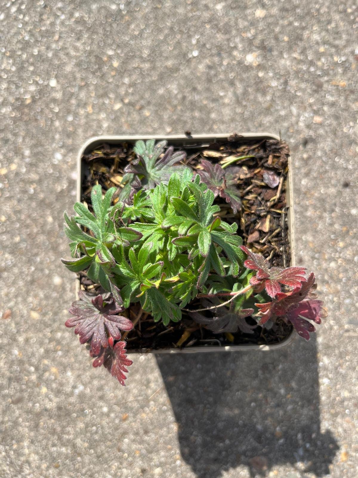 Ooievaarsbek - Geranium macrorrhizum - Afbeelding 2