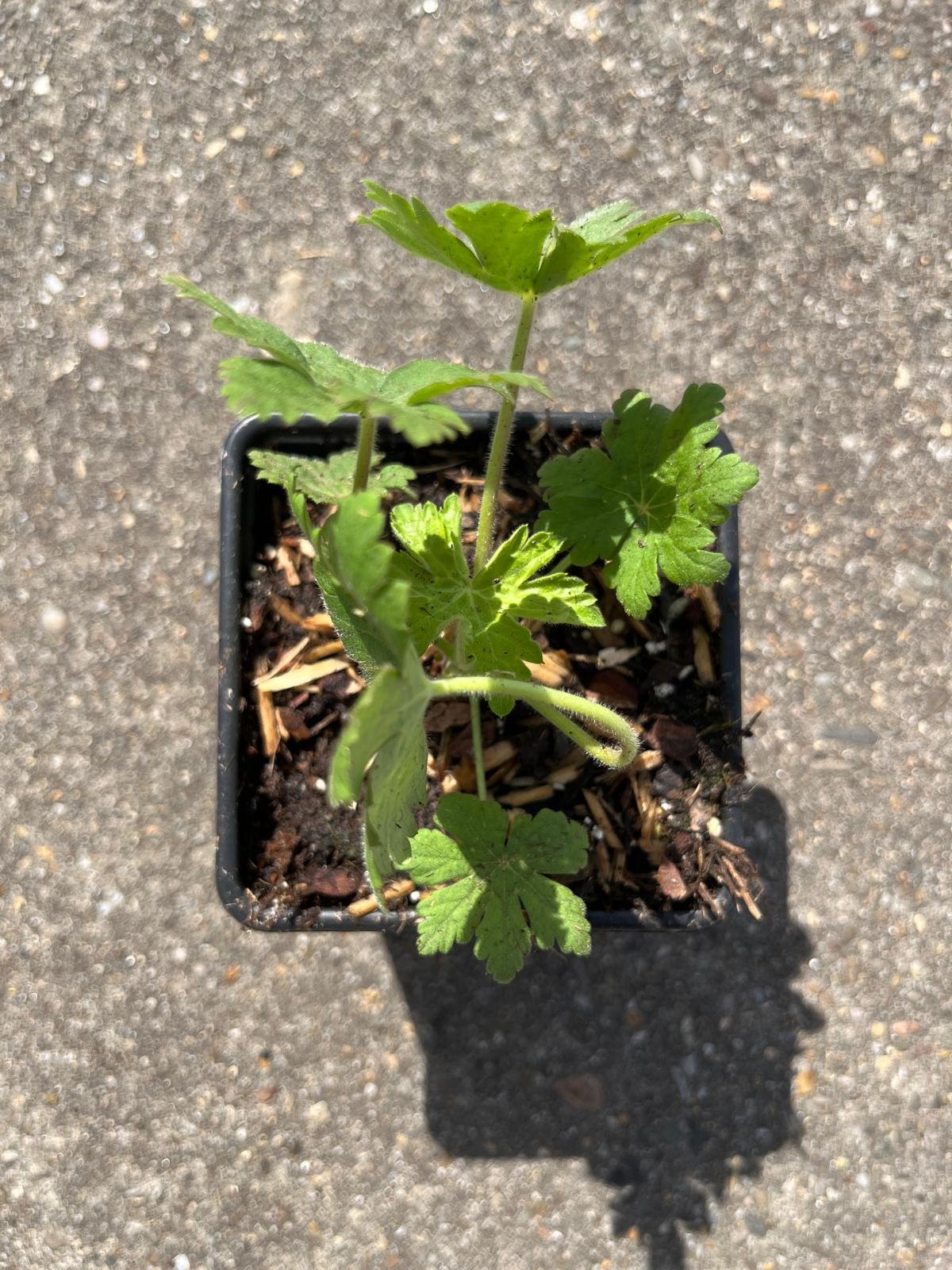 Ooievaarsbek - Geranium macr. 'Spessart' - Afbeelding 4