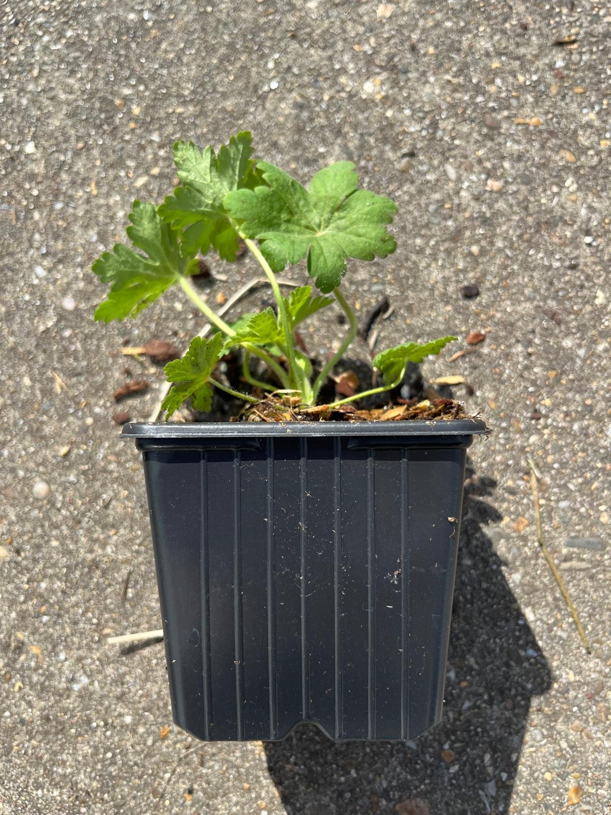 Ooievaarsbek - Geranium macr. 'Spessart' - Afbeelding 3
