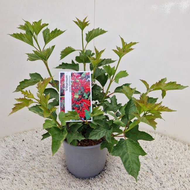 Gelderse roos - Viburnum opulus 'Compactum' - Afbeelding 2