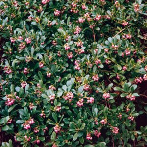 Berendruif - Arctostaphylos uva-ursi