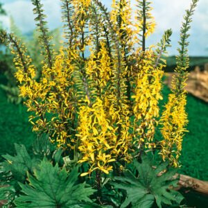Kaarspluim - Ligularia przewalski
