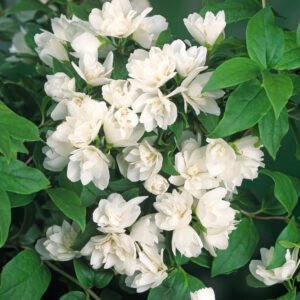 Boerenjasmijn - Philadelphus 'Manteau d'Hermine'