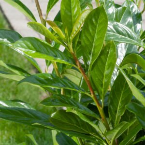 Laurierkers - Prunus l. 'Novita'