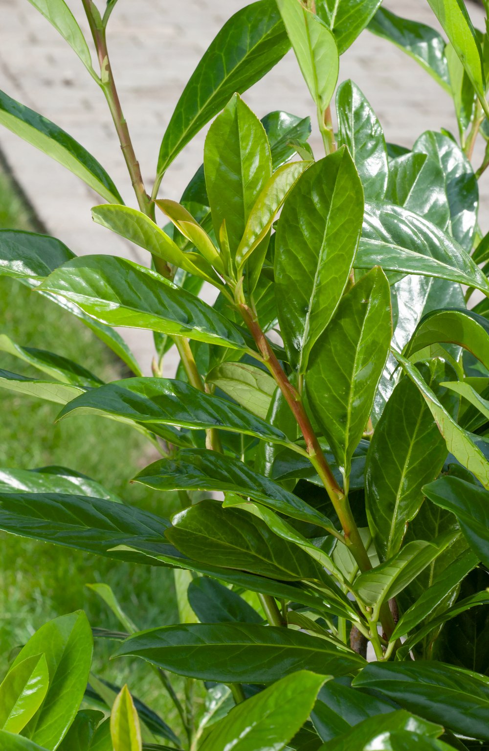 Laurierkers - Prunus l. 'Novita'