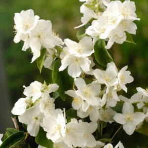 Boerenjasmijn - Philadelphus 'Virginal'